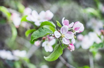 apple blossoms in spring on green background