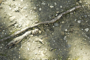 ombres et lumières sur racines