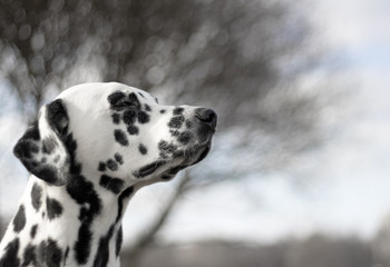 Dalmatian is enjoying the weather