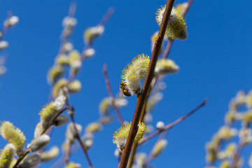 Fluffy soft willow buds