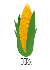 Corn cob isolated on white background. Vector illustration