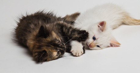 Fototapeta na wymiar Two small beautiful kittens