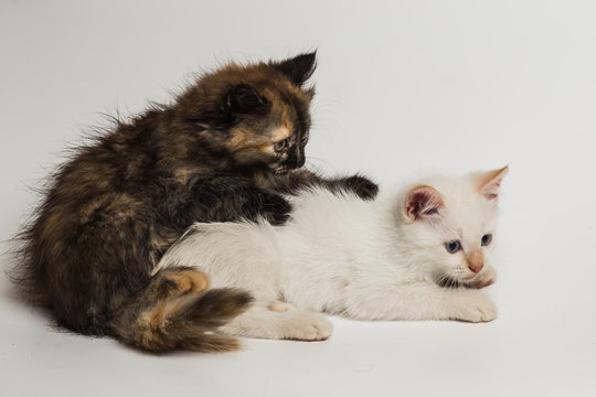 Two small beautiful kittens