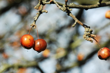 beaux fruits d' hiver