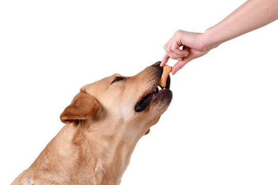 Labrador Dog Gets Reward