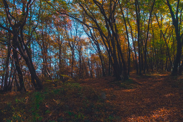 Fototapeta premium Colorful woods and forest in autumn