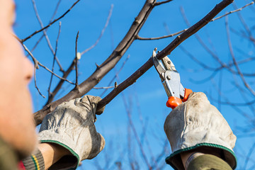 Pruning a tree brunch with pruning shears