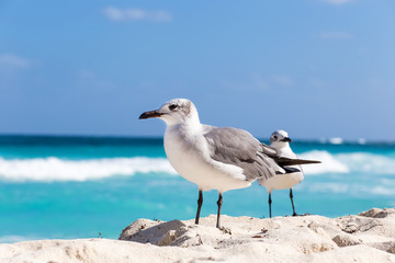 Two seagulls on sandy beach