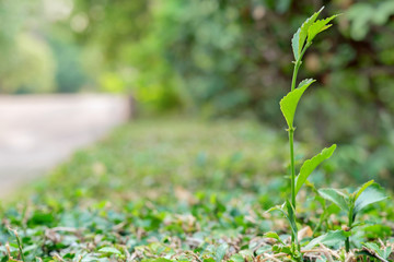 Boxwood / Close view of the ornamental boxwood.