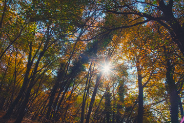 Colorful woods and forest in autumn