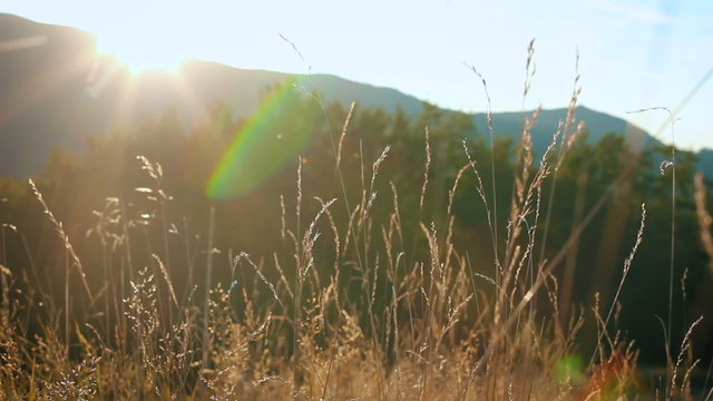 Field of feather grass at sunset in the mountains