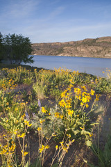Wildflowers Around Banks Lake Steamboat Rock State Park