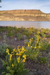 Wildflowers Around Banks Lake Steamboat Rock State Park