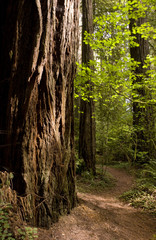 Sun Hits Trail Redwood Forest Path