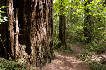 Fototapeta premium Sun Hit Trail Redwood Path