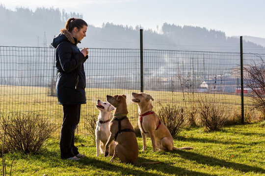 Woman instructing dogs outside