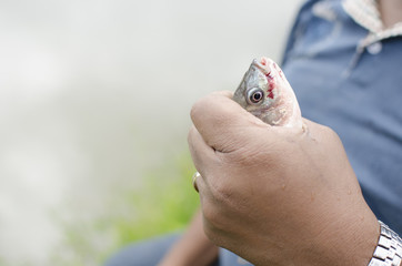 рыба в руке