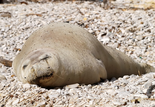 Mediterranean Monk Seal