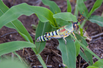 Fototapeta premium Green and Orange Elegant Grasshopper, Botswana