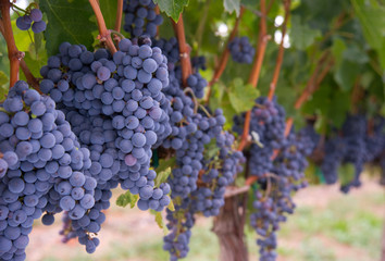 Grapes on the Vine Long Horizontal Row of Sweet Ripe Fruit