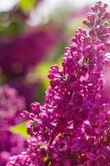 Beautiful purple lilac flowers outdoors