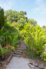 Mediterranean garden in summer