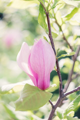 Blossoming of pink magnolia flowers in spring time