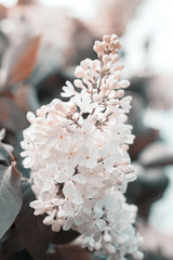 Blossoming of white lilac flowers outdoors