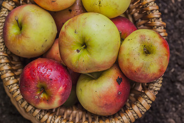 Äpfel in einem Korb, draufsicht