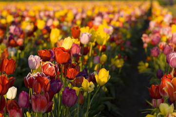 Planting RowColorful Flowers Tulip Producing Farm Agriculture