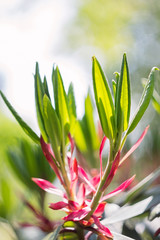Shallow focus of Rhododendron leaves