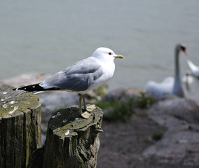 Mediterranean white seagull