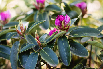 Closeup of Rhododendron leaves