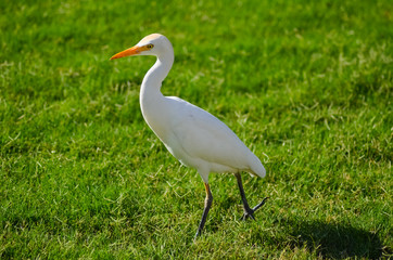 Egypt white bird on a green meadow