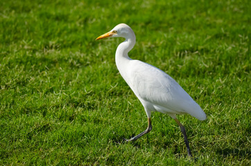 Egypt white bird on a green meadow