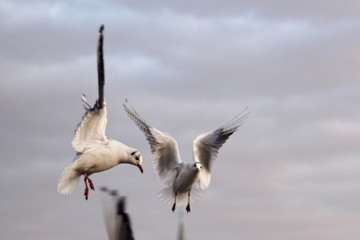 Fototapeta na wymiar Seagulls on a cloudy sky