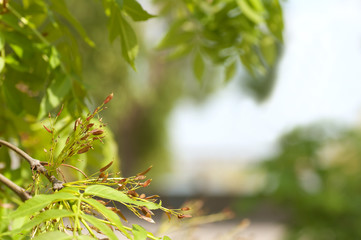 background from young fresh leaves in spring