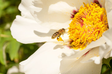bee with pollen on his legs near peony flower