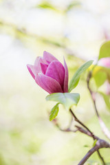 Pink magnolia flower