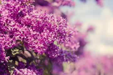 Beautiful purple lilac flowers outdoors