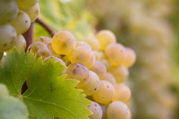 Close Up Beere Mitte Weintraube