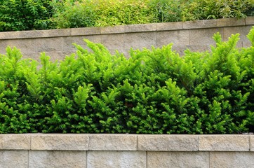 Tiered Retaining Wall with Yew Shrubs