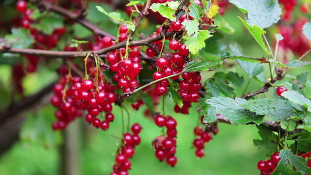 Currant branches covered with red ripe berries, fresh with water drops
