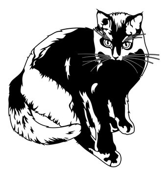 Black cat silhouette isolated on a white background