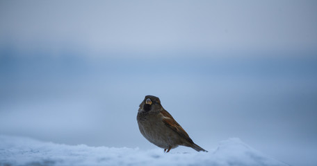 sparrow sitting on the snow