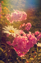 Phlox and Daisy flowers in the garden