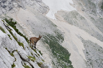 Capricorn in the montains, Julian Alps