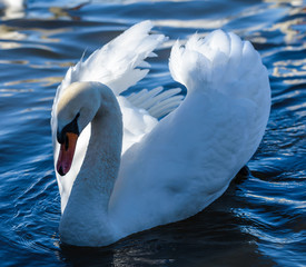 White mute swan portrait. Cygnus olor An adult in threat posture on a tranquil water