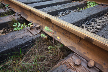 Old railroad tracks and the green grass