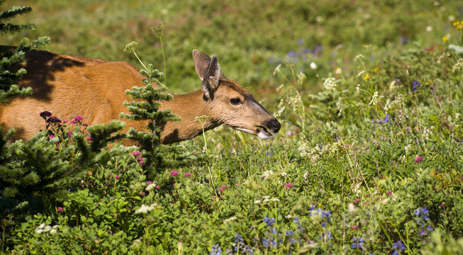 Deer Grazing in Meadow with Wildflowers